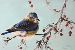 Blue Titmouse