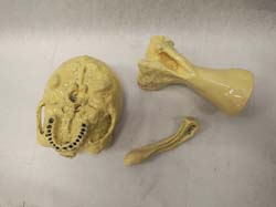 Come on Along with The Black Rider