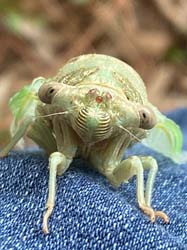 Thank You For Being A Friend