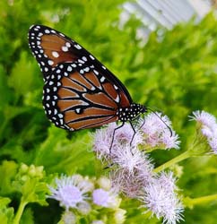 Monarch Butterfly