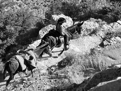 Mules in the Canyon